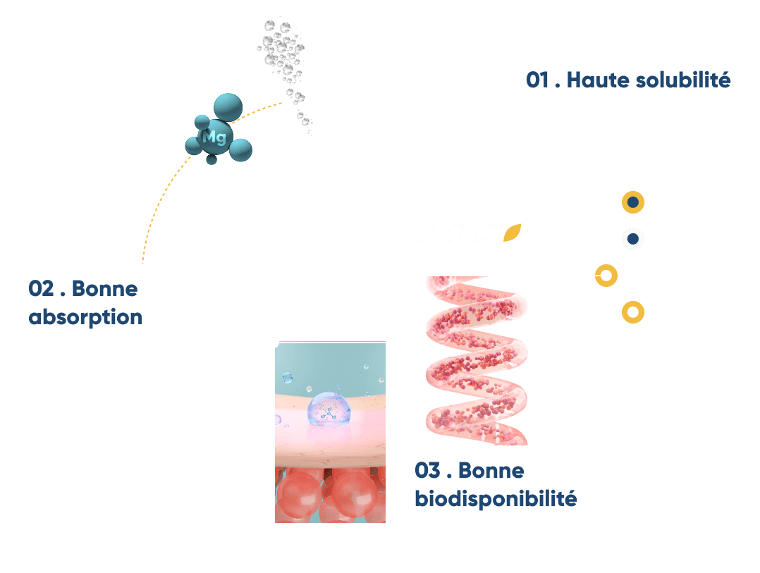 infographie montrant l'assimilation du magnésium organique: haute solubilité, bonne absorption, bonne biodisponibilité 