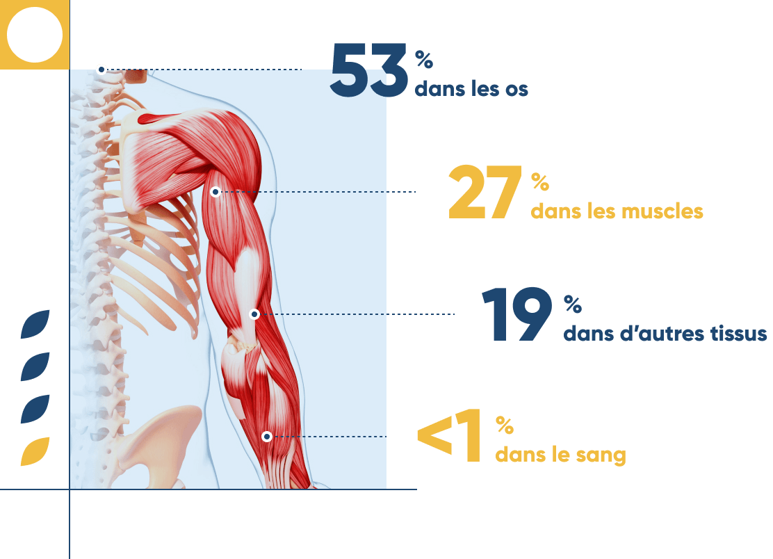 infographie montrant la destination du magnésium : 53% dans les os, 27% dans les muscles, 19% dans d'autres tissus, < 1% dans le sang