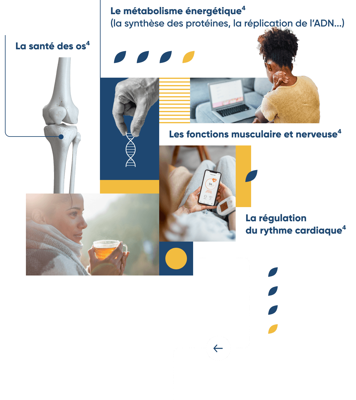 infographie représentant les réactions biochimiques essentielles à notre organisme comme le métabolisme énergétique, la santé des os, les fonctions musculaire et nerveuse et la régulation du rythme cardiaque